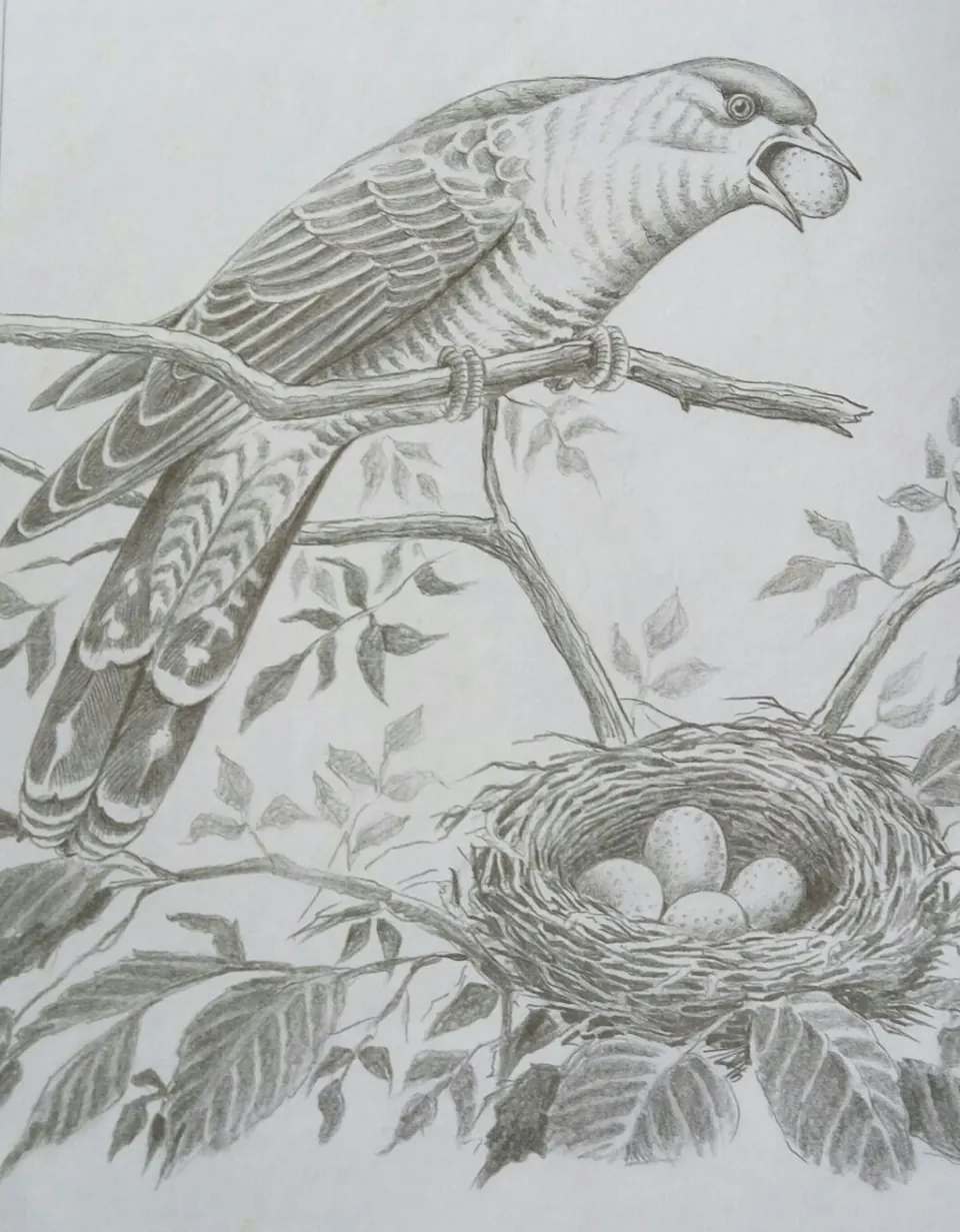 Bird and nest: pencil